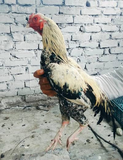 Aseel jawa for sale