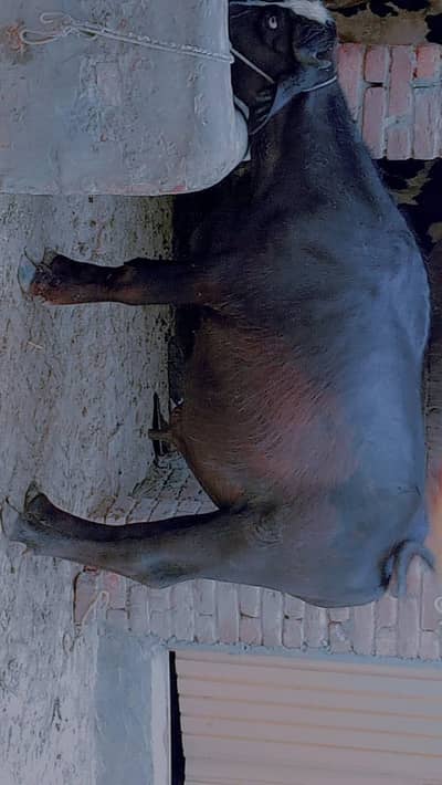Faisalabad qurbani wala janwar
