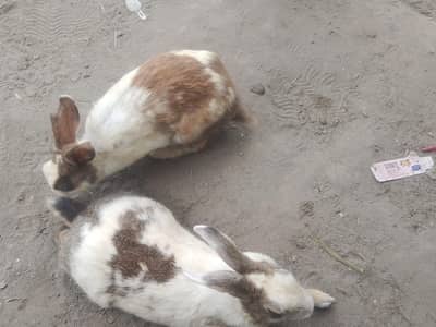 Rabbit for sale