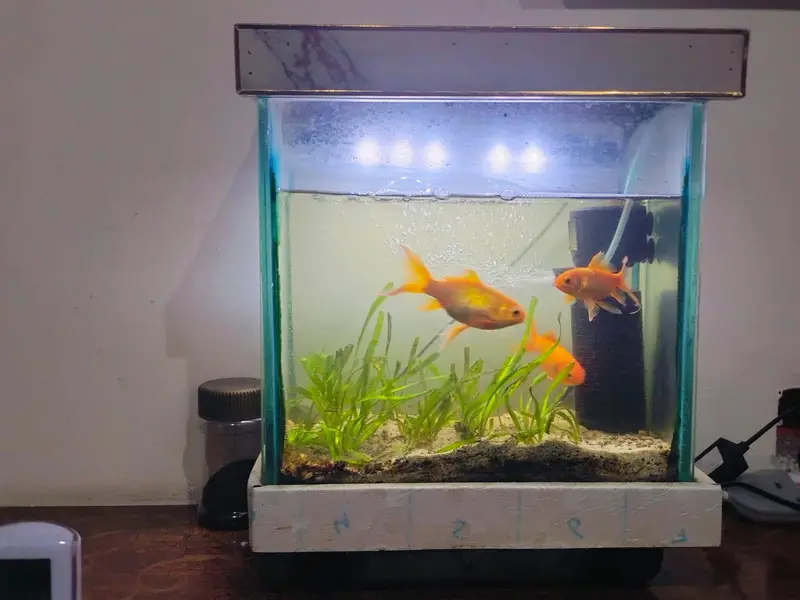 aquarium with gold fish