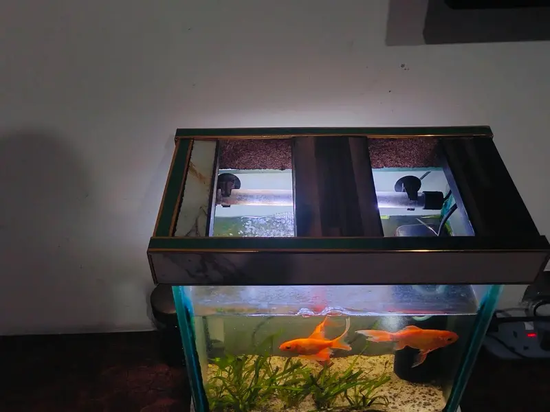 aquarium with gold fish — photo 2