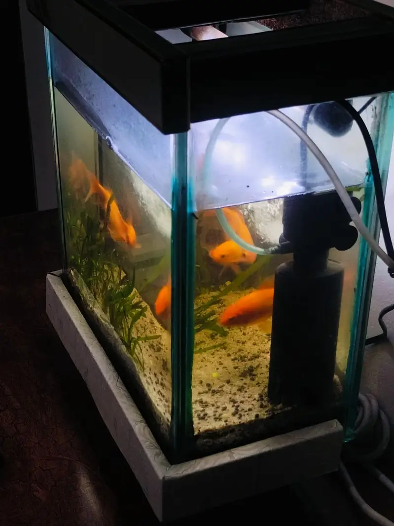 aquarium with gold fish — photo 3