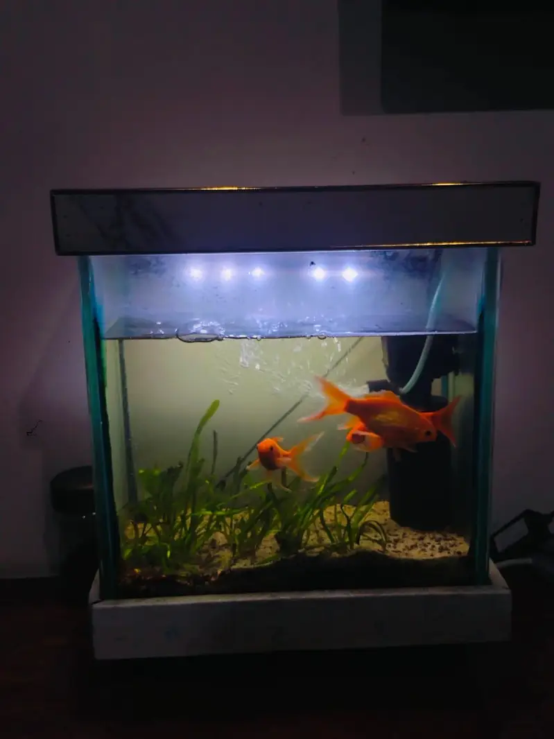 aquarium with gold fish — photo 4