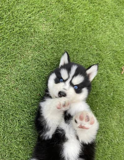 Siberian husky puppies 92@3305406115