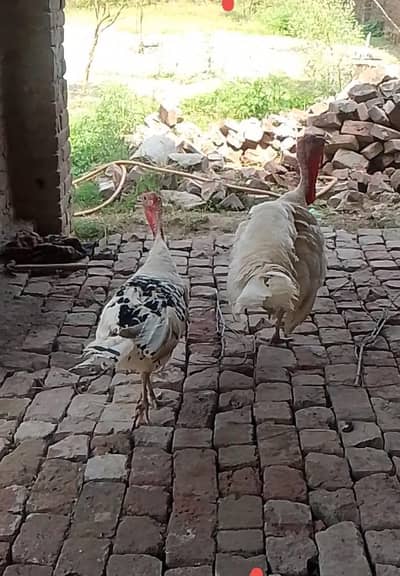 turkey