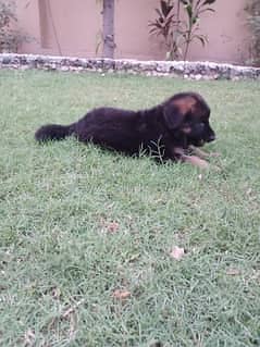 German Shepherd Puppie For Sale