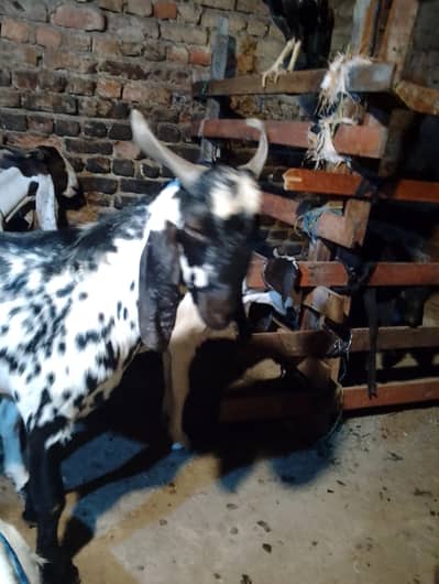 2 dant bakra 50 se km walaye door rahay