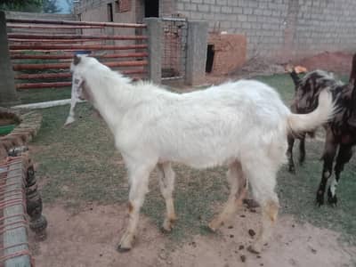 bakray dondy for sale
