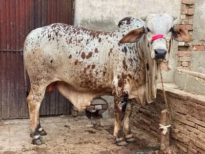Qurbani k Janwar for sale