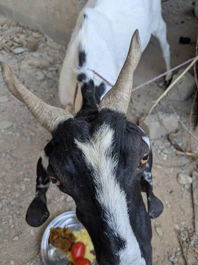 sell my house pet female goat
