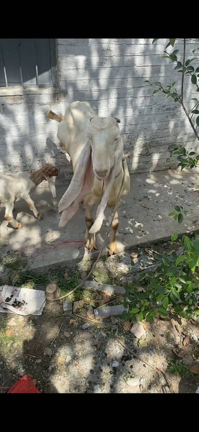 Gulabi nasal goat