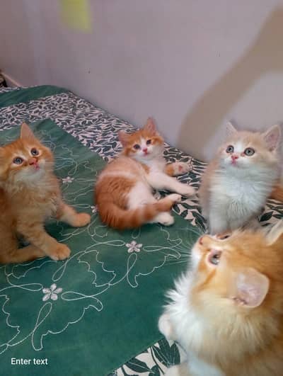 cute kitten for sell