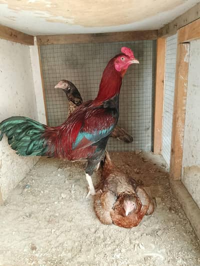 Aseel/Desi Healthy Birds For Sale