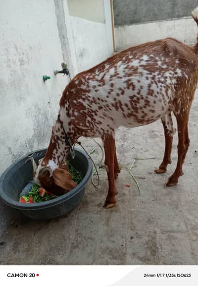 bakri