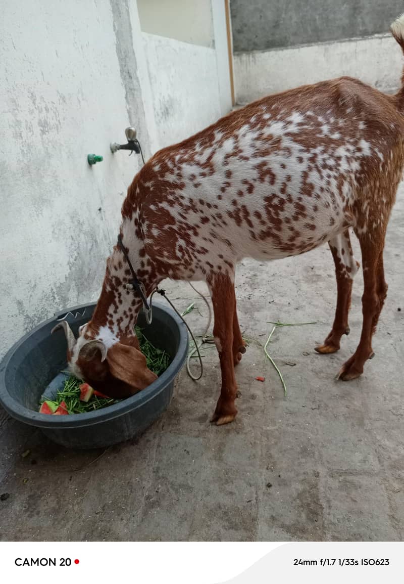 چھے دانت خالی بکری 0