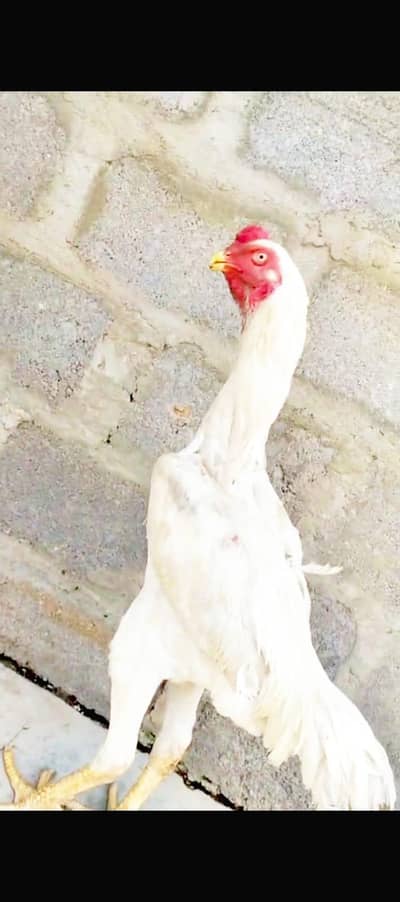 king size shamo male available extra long height ma ha