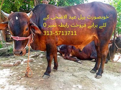 خوبصورت بیل عید الاضحٰی کے لئے براہے فروخت رابطہ نمبر 0313-5713711