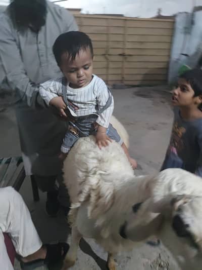 qurbani