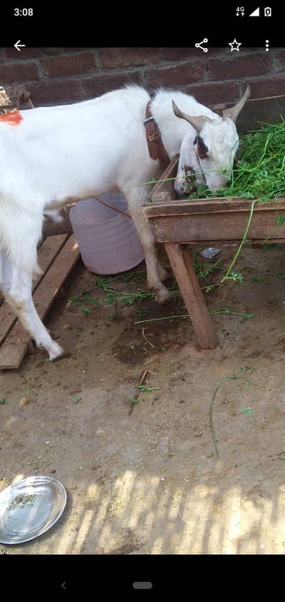bakra qurbani 2dant