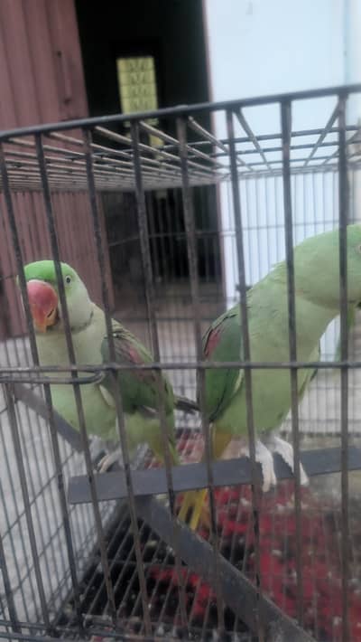 Raw parrots