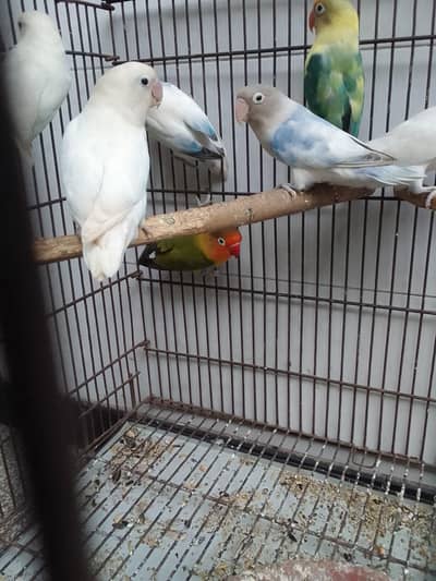love birds motations working pair