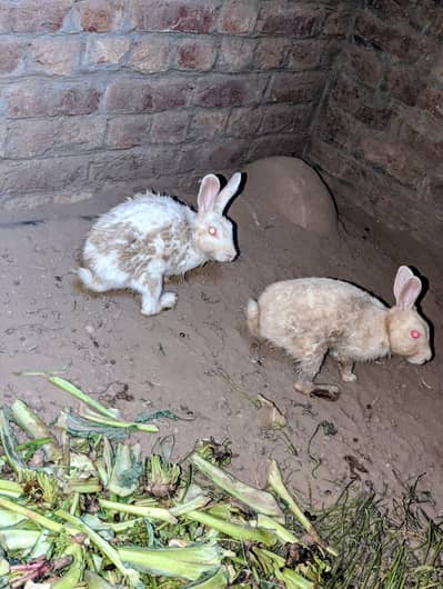 pure white red eyes rabbit pair