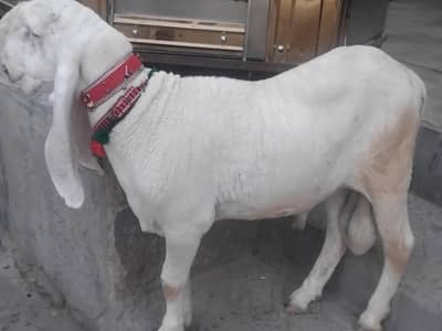 larkhana dumba