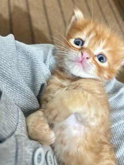 Persian kittens