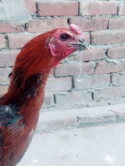 Thai dragon hen