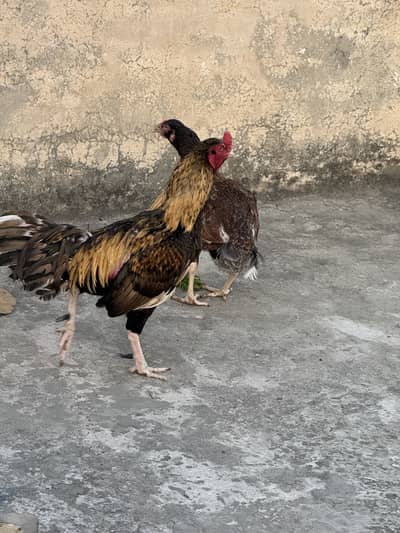 Aseel peshawari  breader pair for sale