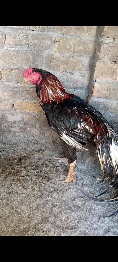 Parrot beak breeder male