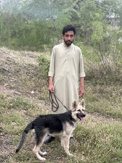 Alsatian german mix breed