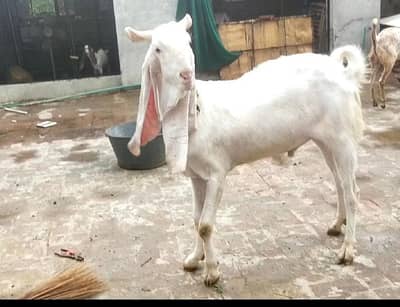 spichal Bakra for eid