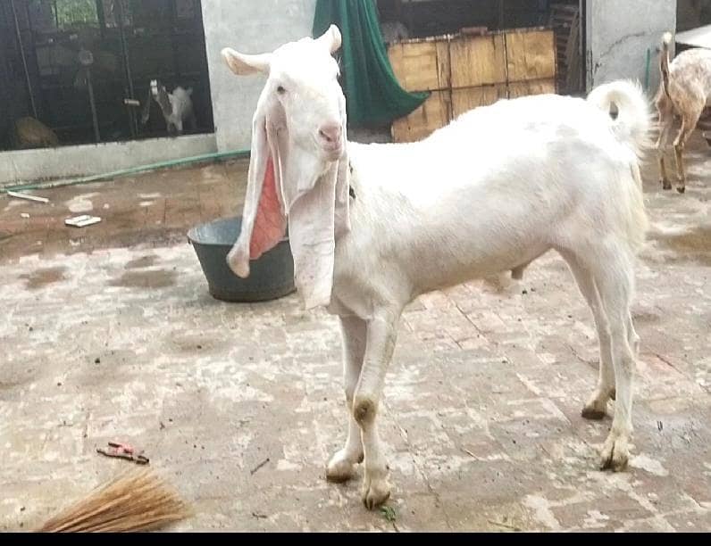spichal Bakra for eid 0