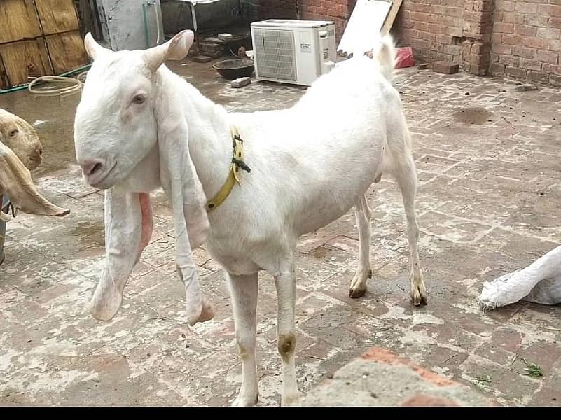 spichal Bakra for eid 1