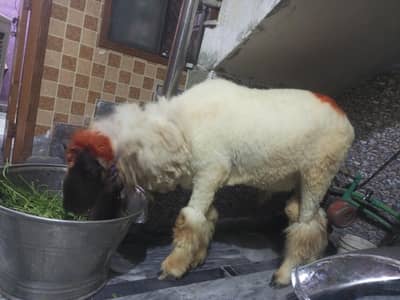 Poyer dasi Chatra  2 dant h