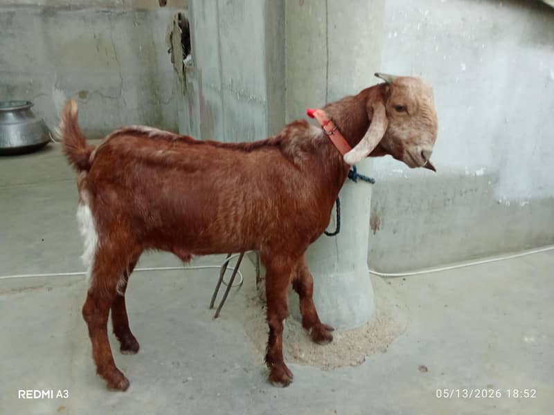 bakra 0