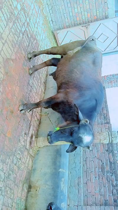 katta for sell