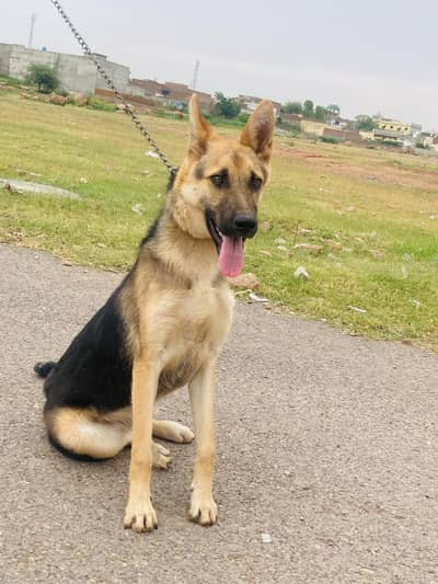 German Shepherd
