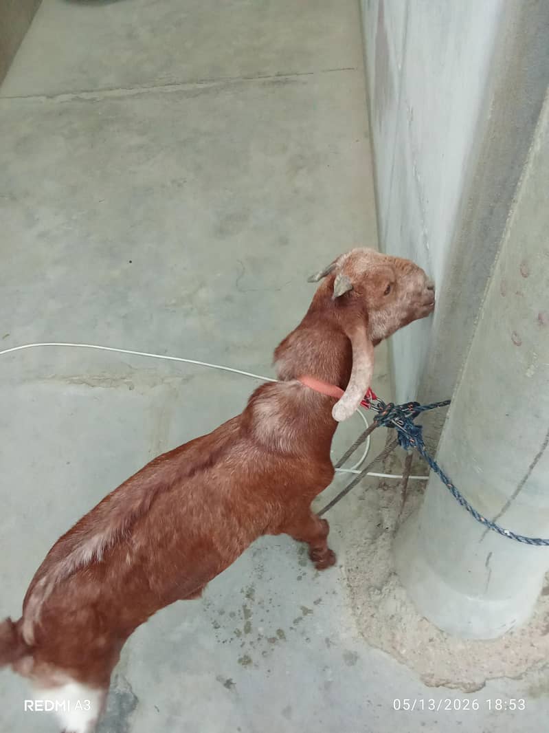 bakra 1