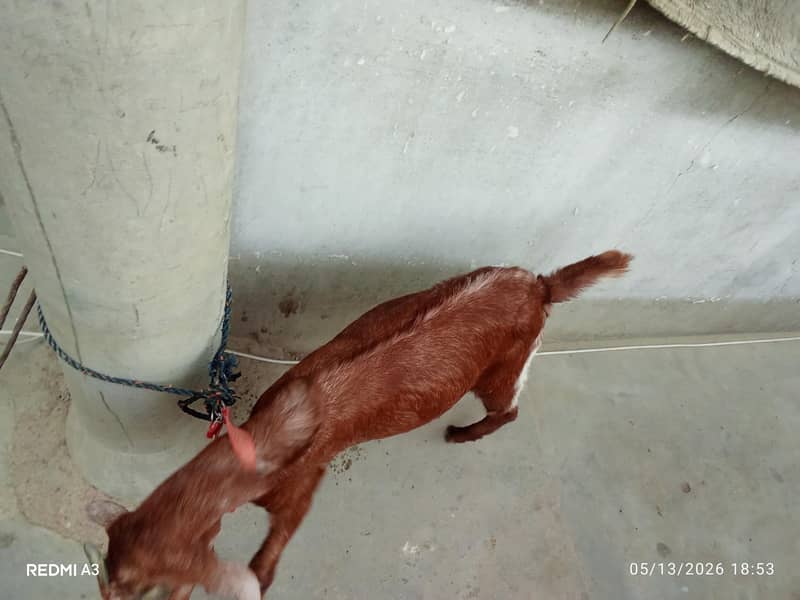 bakra 2