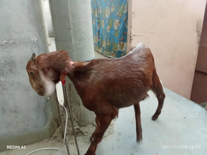 bakra 3