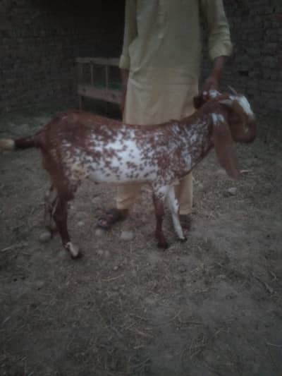Bakra