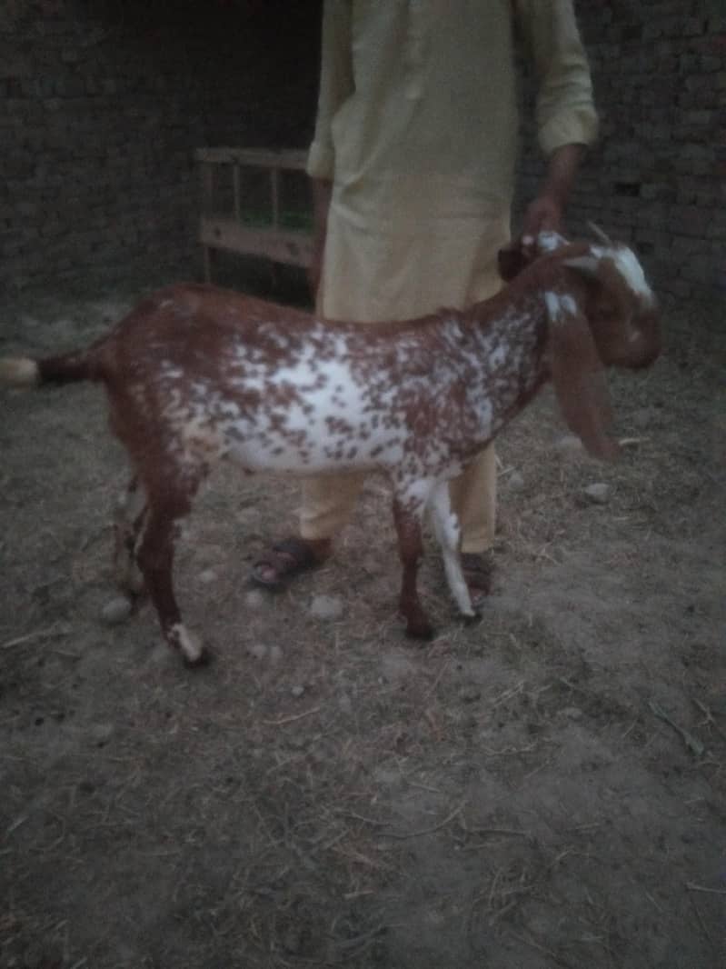 Bakra 0