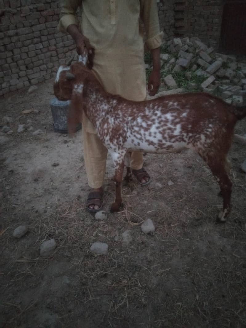 Bakra 1