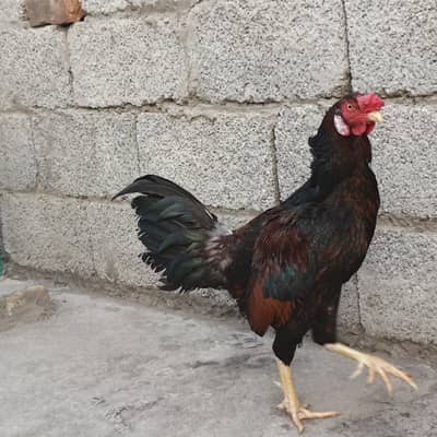 murga for sale murgi bi available ha agar wo bi chahiya TU wo bi mil j