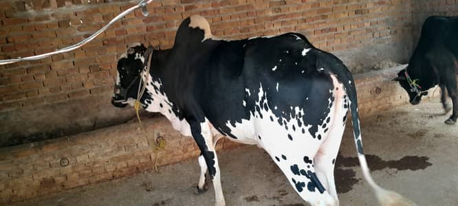 Bail for Sale for Qurbani 2026Fateh Jangi