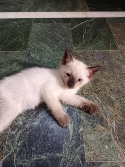 Siamese Male kitten