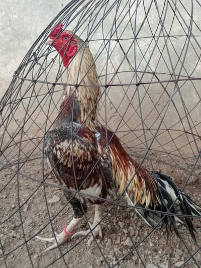 Aseel Murga For Sale