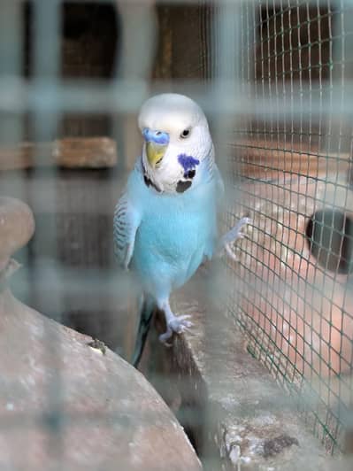 Rainbow Budgies and TCB two males Undersize